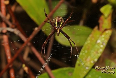 Orb-weaving spider, St. Andrew's cross spider, Argiope keyserlingi - Underside  Argiope keyserlingi,Australia,Fall,Geotagged,St Andrews Cross Spider