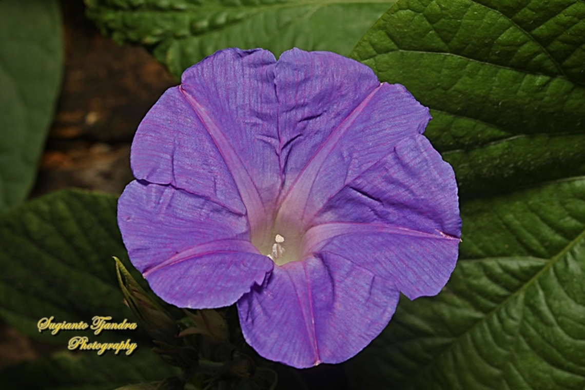 Oceanblue Morning Gloey, Ipomoea indica  Australia,Fall,Geotagged,Ipomoea indica