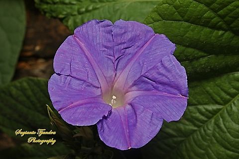 Oceanblue Morning Gloey, Ipomoea indica  Australia,Fall,Geotagged,Ipomoea indica