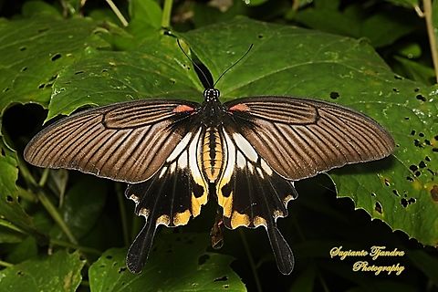 Great Mormon Swallowtail Butterfly, Papilio memnon memnon f. achates, (Papilionidae) - female  Geotagged,Great Mormon,Indonesia,Papilio memnon,Summer