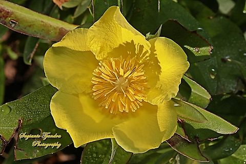 Snake vine, Hibbertia scandens  Australia,Fall,Geotagged,Hibbertia scandens