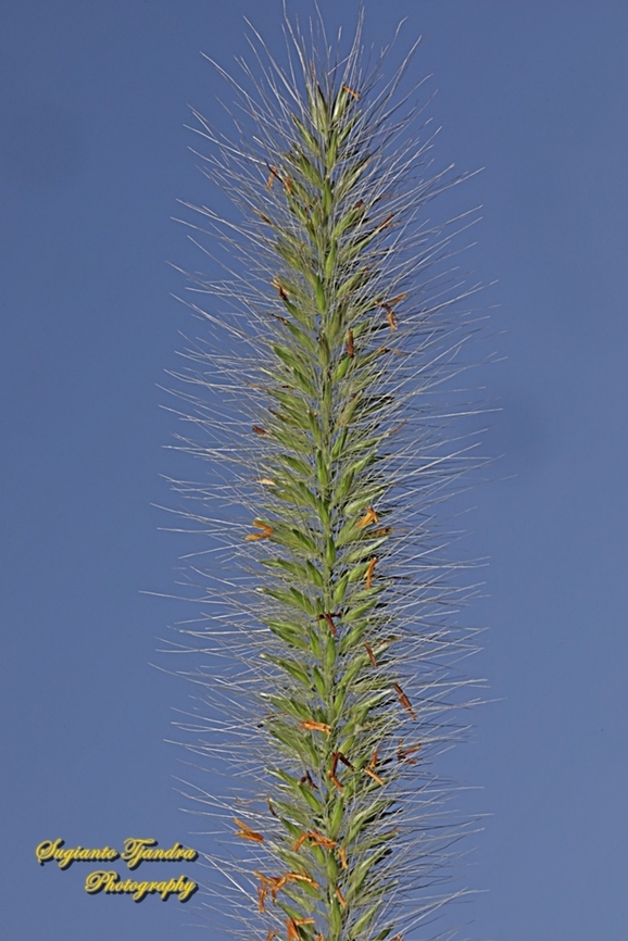 Foxtail fountain grass, Pennisetum alopecuroides  Australia,Chinese pennisetum,Fall,Geotagged,Pennisetum alopecuroides