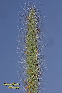Foxtail fountain grass, Pennisetum alopecuroides  Australia,Chinese pennisetum,Fall,Geotagged,Pennisetum alopecuroides