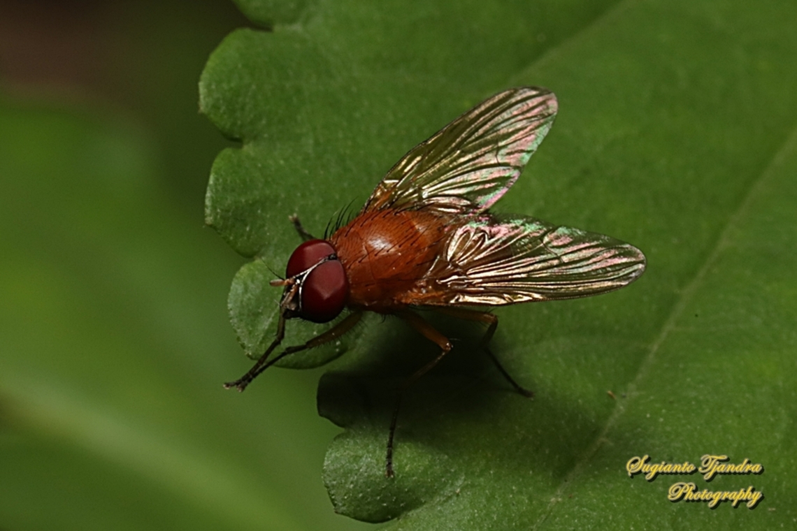 Bush fly, Dichaetomyia sp., family Muscidae  Australia,Fall,Geotagged