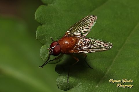 Bush fly, Dichaetomyia sp., family Muscidae  Australia,Fall,Geotagged