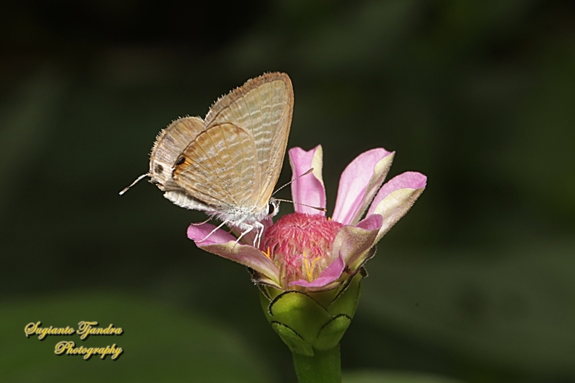 Long-tailed blue Butterfly, Lampides boeticus  Geotagged,Indonesia,Lampides boeticus,Peablue or Long-tailed Blue,Summer