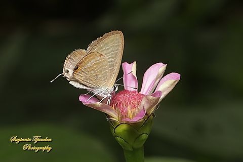 Long-tailed blue Butterfly, Lampides boeticus  Geotagged,Indonesia,Lampides boeticus,Peablue or Long-tailed Blue,Summer