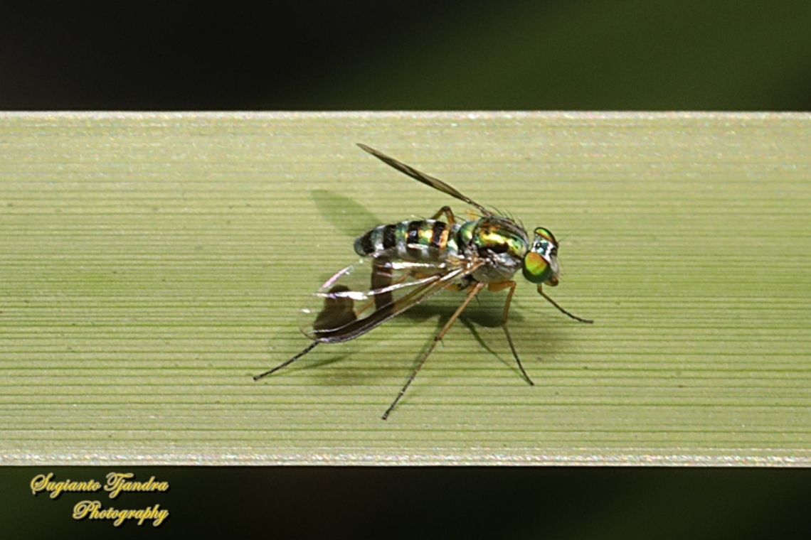 Green long-legged fly, Austrosciapus connexus, family Dolichopodidae  Australia,Austrosciapus connexus,Fall,Geotagged,Green long-legged fly