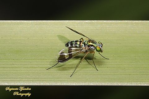 Green long-legged fly, Austrosciapus connexus, family Dolichopodidae  Australia,Austrosciapus connexus,Fall,Geotagged,Green long-legged fly