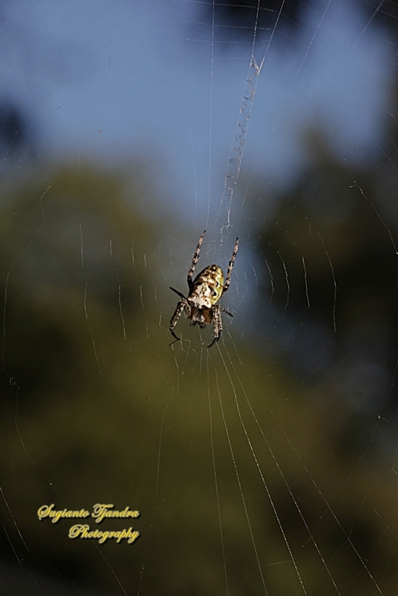 Orb-weaver spider, Plebs eburnus, family Araneidae  Australia,Eastern Grass Orb-weaver,Fall,Geotagged,Plebs eburnus