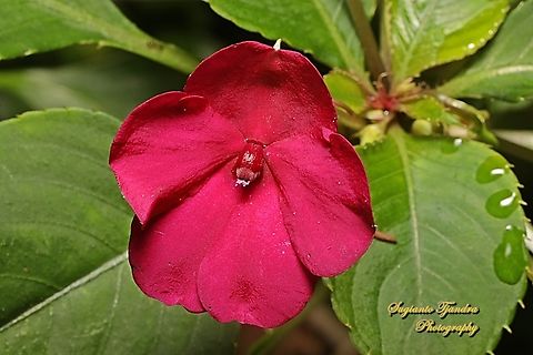 Impatiens flower, Impatiens walleriana  Australia,Busy Lizzy,Fall,Geotagged,Impatiens walleriana
