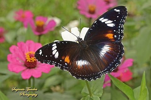 Great Eggfly, Hypolimnas bolina bolina - female "sucking nectar on the Zinnia flower"  Geotagged,Hypolimnas bolina,Indonesia,Summer,Varied Eggfly