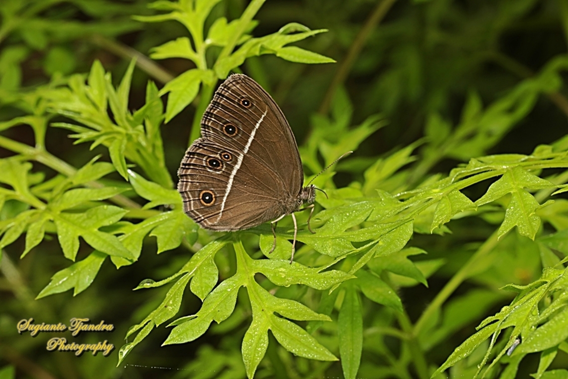 Dark Grass-brown, Orsotriaena medus cinerea  Dark grass-brown,Geotagged,Indonesia,Orsotriaena medus,Summer