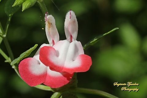 The Baby Sage flowers, Salvia microphylla  Australia,Baby sage,Fall,Geotagged,Salvia microphylla