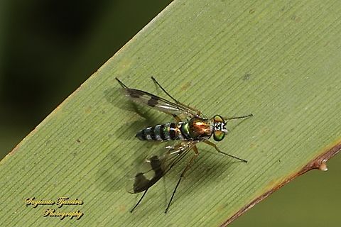 Green long-legged fly, Austrosciapus connexus, family Dolichopodidae  Australia,Austrosciapus connexus,Fall,Geotagged,Green long-legged fly