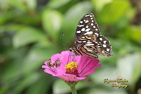 A Common Lime butterfly (Papilio demoleus) "sucking nectar on the Zinnia flower n being watched by a flower mantis nymph"  Geotagged,Indonesia,Lime Swallowtail,Papilio demoleus,Summer