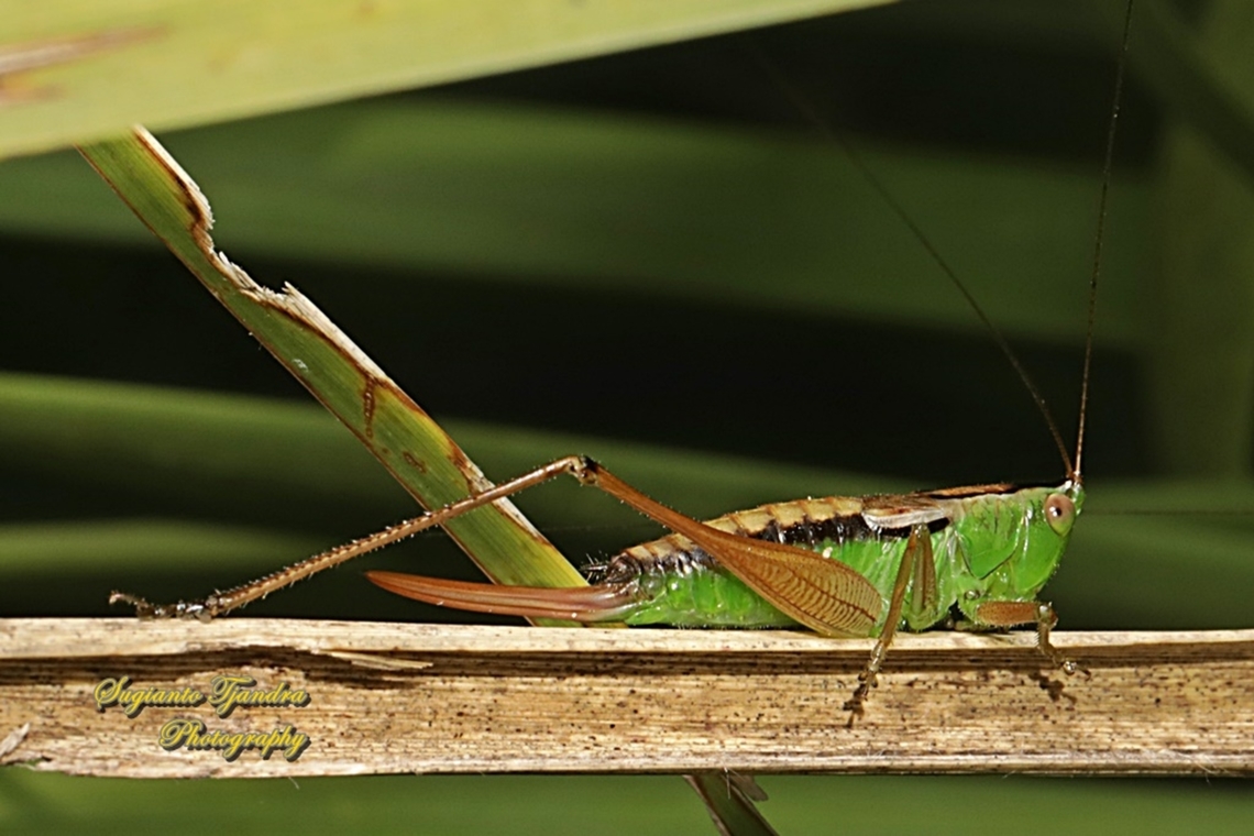 Bush Cricket, family Tettigoniidae  Australia,Fall,Geotagged