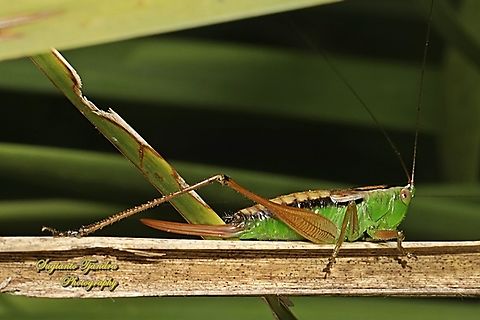 Bush Cricket, family Tettigoniidae  Australia,Fall,Geotagged