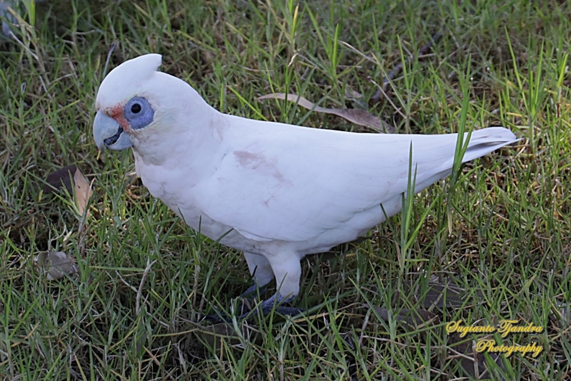 Little Corella, Cacatua sanguinea  Australia,Cacatua sanguinea,Fall,Geotagged,Little corella