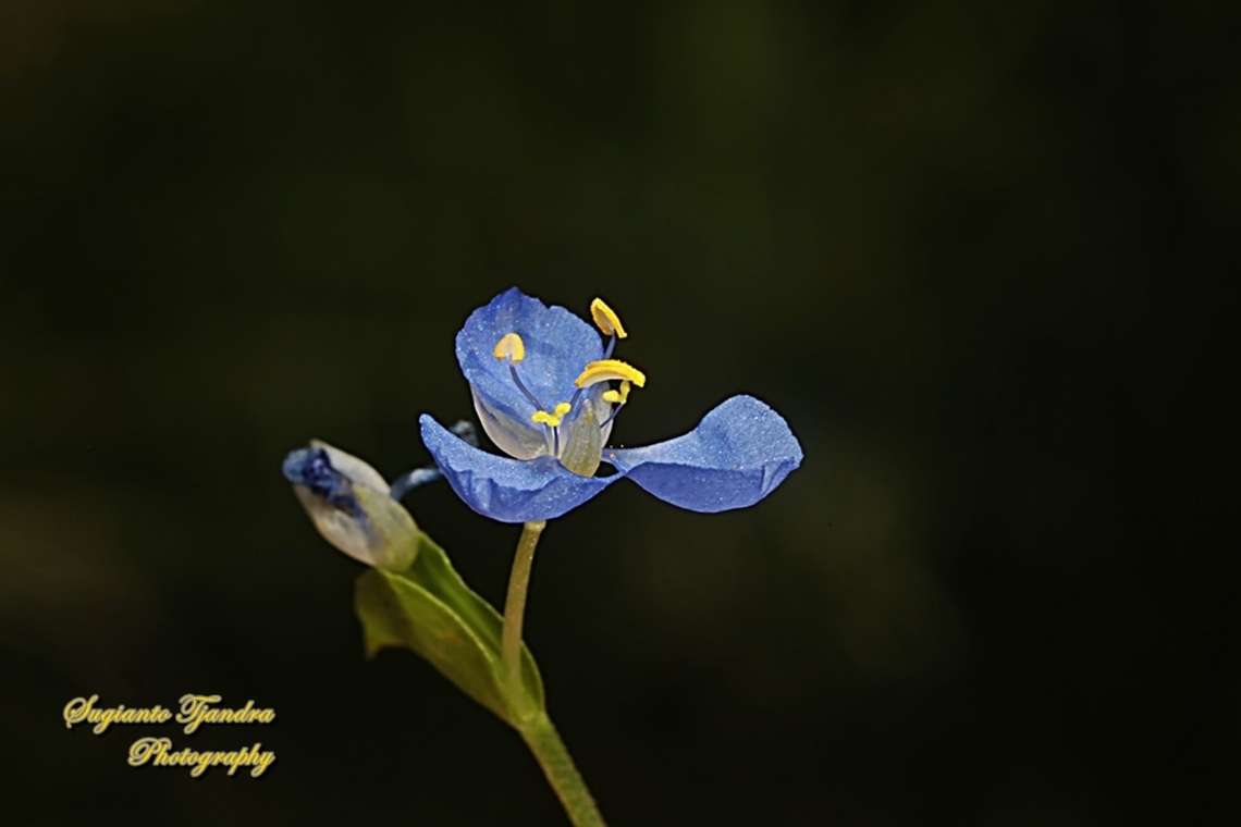Climbing Dayflower, Commelina diffusa  Australia,Climbing dayflower,Commelina diffusa,Fall,Geotagged