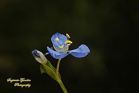 Climbing Dayflower, Commelina diffusa  Australia,Climbing dayflower,Commelina diffusa,Fall,Geotagged