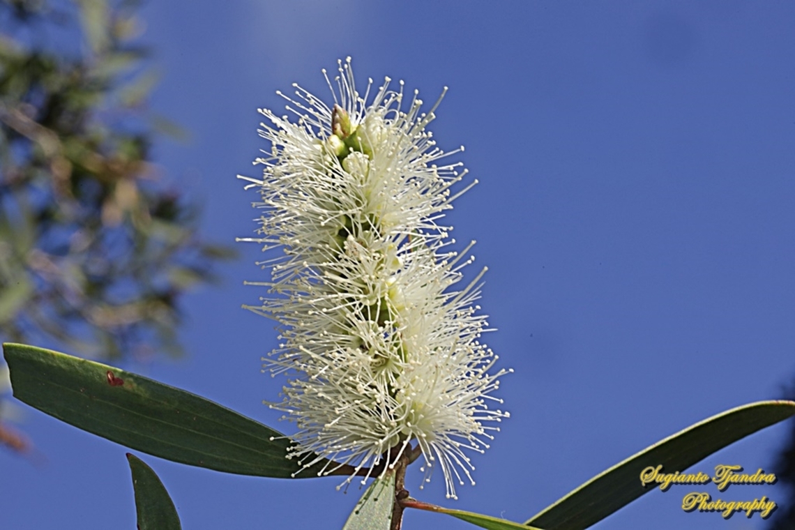 Weeping paperbark flower, Melaleuca leucadendra, family Myrtaceae  Australia,Fall,Geotagged,Melaleuca leucadendra,Weeping paperbark