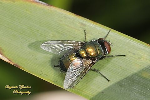 Common green bottle fly, Lucilia sericata, family Calliphoridae  Australia,Common Greenbottle Fly,Fall,Geotagged,Lucilia sericata