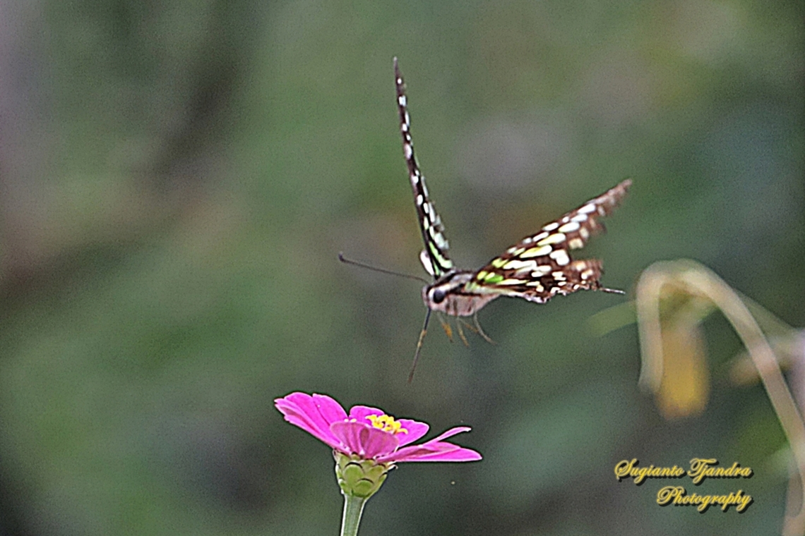 The Tailed Jay Butterfly, Graphium agamemnon "flying on to the Zinnia flower"  Geotagged,Graphium agamemnon,Indonesia,Summer,Tailed Jay