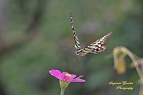The Tailed Jay Butterfly, Graphium agamemnon "flying on to the Zinnia flower"  Geotagged,Graphium agamemnon,Indonesia,Summer,Tailed Jay