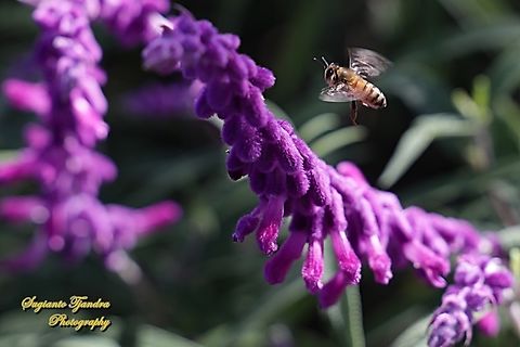 Asian Honey Bee, Apis cerana "looking for nectar on the Mexican Bush Sage, Salvia leucantha"  Apis cerana,Australia,Eastern honey bee,Fall,Geotagged