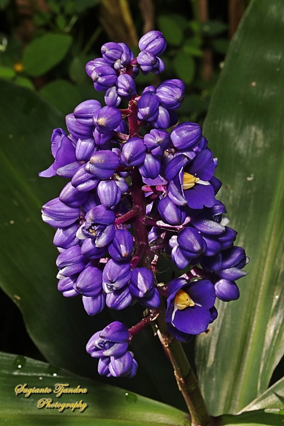 Blue ginger, Dichorisandra thyrsiflora, family Commelinaceae  Australia,Blue Ginger,Dichorisandra thyrsiflora,Fall,Geotagged