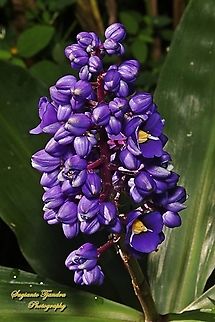 Blue ginger, Dichorisandra thyrsiflora, family Commelinaceae  Australia,Blue Ginger,Dichorisandra thyrsiflora,Fall,Geotagged