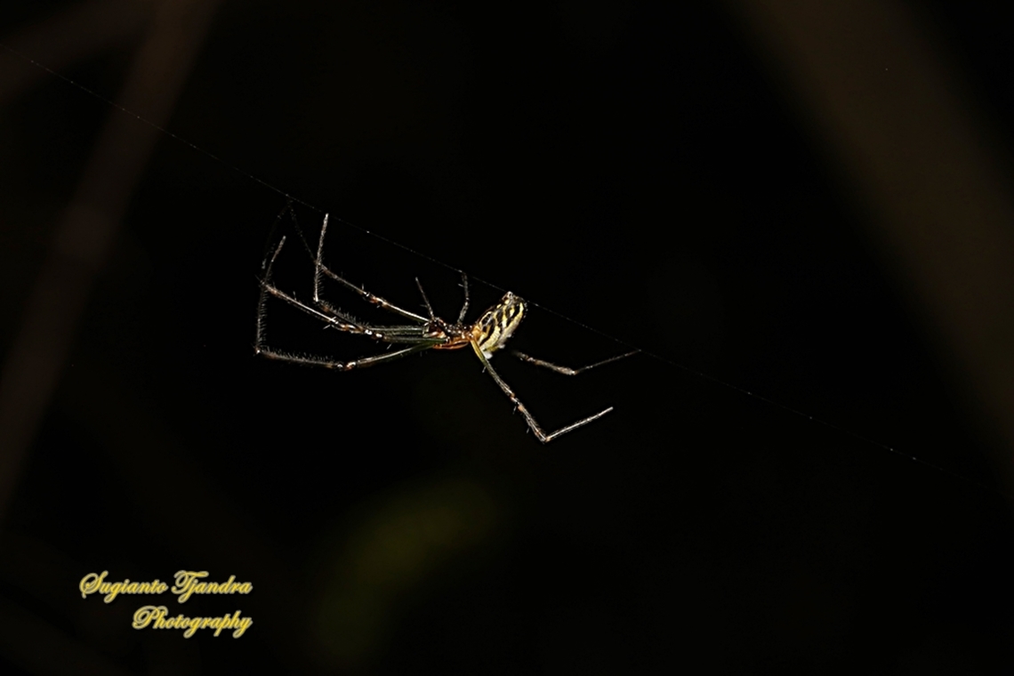 The humped silver orb spider, Leucauge dromedaria, family Tetragnathidae  Australia,Fall,Geotagged,Humped silver orb spider,Leucauge dromedaria