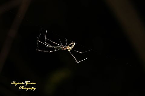 The humped silver orb spider, Leucauge dromedaria, family Tetragnathidae  Australia,Fall,Geotagged,Humped silver orb spider,Leucauge dromedaria