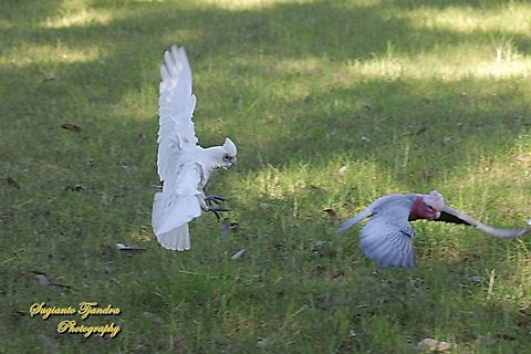 A Little Corella, Cacatua sanguinea n a rose-breasted cockatoo, Eolophus roseicapilla "fly together"  Australia,Cacatua sanguinea,Fall,Geotagged,Little corella