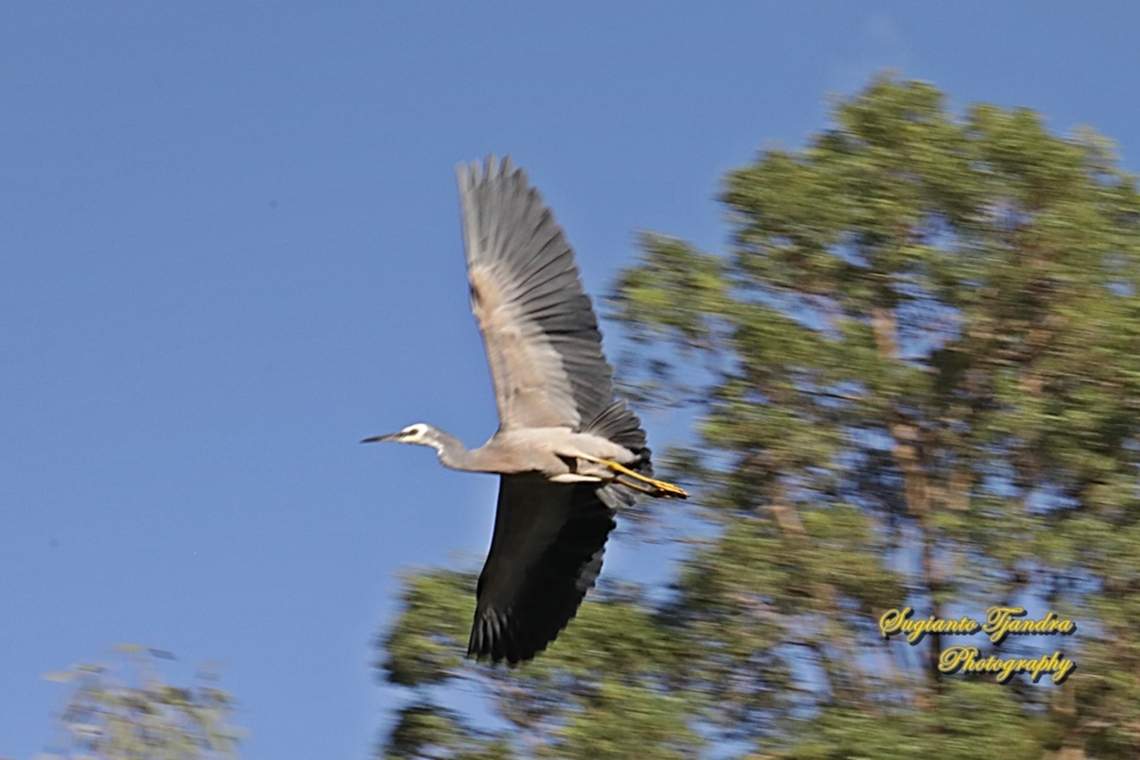 White-faced Heron, Egretta novaehollandiae "flying"  Australia,Egretta novaehollandiae,Fall,Geotagged,White-faced Heron