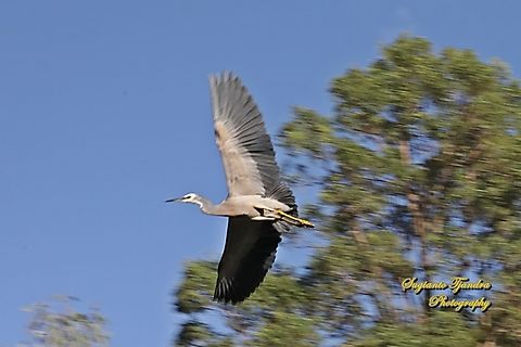 White-faced Heron, Egretta novaehollandiae "flying"  Australia,Egretta novaehollandiae,Fall,Geotagged,White-faced Heron