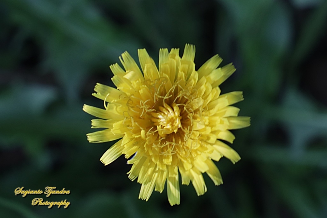 Dandelion flower, Sonchus oleraceus, family Asteraceae  Australia,Common sowthistle,Fall,Geotagged,Sonchus oleraceus