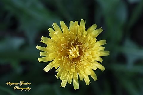 Dandelion flower, Sonchus oleraceus, family Asteraceae  Australia,Common sowthistle,Fall,Geotagged,Sonchus oleraceus