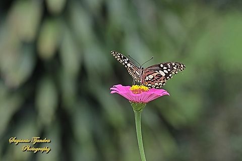 Common Lime butterfly (Papilio demoleus) "sucking nectar on the Zinnia flower"  Geotagged,Indonesia,Lime Swallowtail,Papilio demoleus,Summer