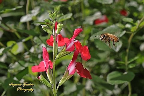 Western Honey bee, Apis mellifera "looking for nectar on the Baby Sage flowers, Salvia microphylla"  Apis mellifera,Australia,Fall,Geotagged,Western honey bee