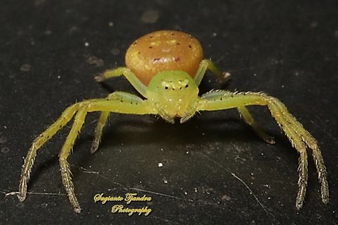 Litlle crab spider, Lehtinelagia multopunctata (???), family Thomisidae  Australia,Fall,Geotagged,Lehtinelagia multopunctata