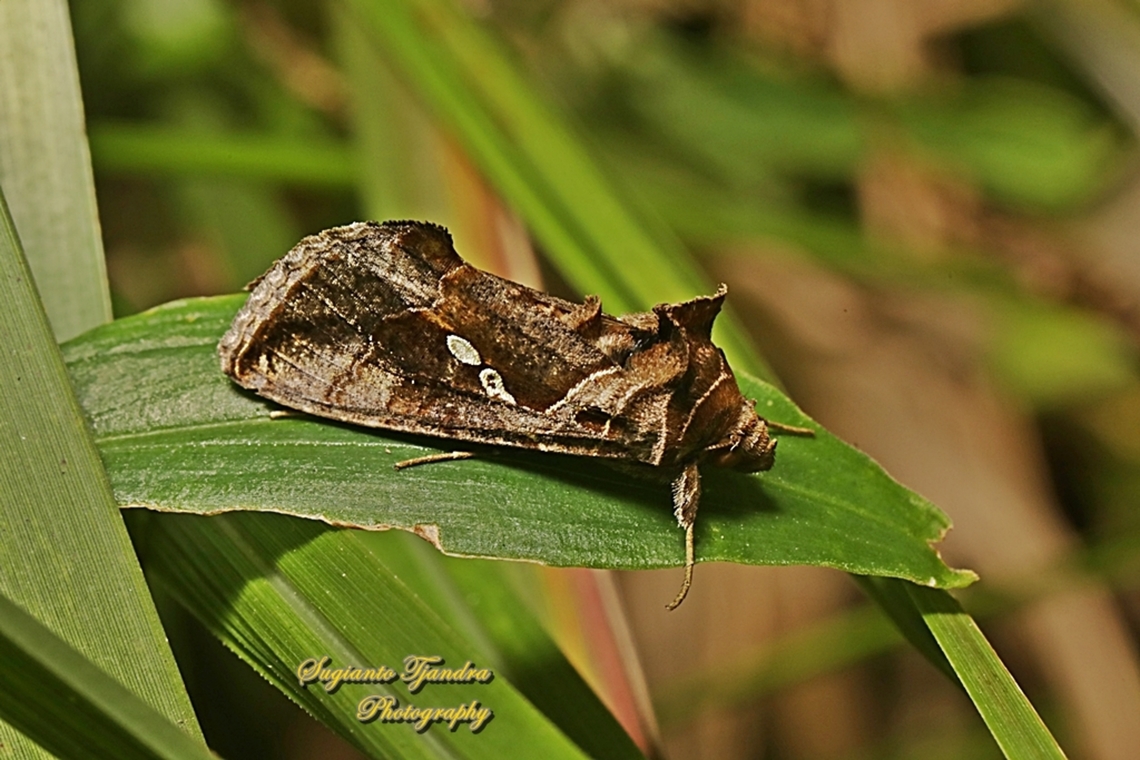 Garden Looper moth, Chrysodeixis eriosoma, family Noctuidae  Australia,Chrysodeixis eriosoma,Fall,Geotagged,Green Garden Looper