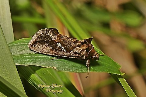 Garden Looper moth, Chrysodeixis eriosoma, family Noctuidae  Australia,Chrysodeixis eriosoma,Fall,Geotagged,Green Garden Looper