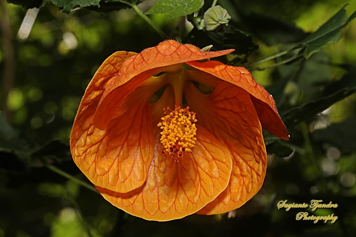 Abutilon pictum flower, Callianthe picta, family Malvaceae  Abutilon pictum,Australia,Fall,Geotagged