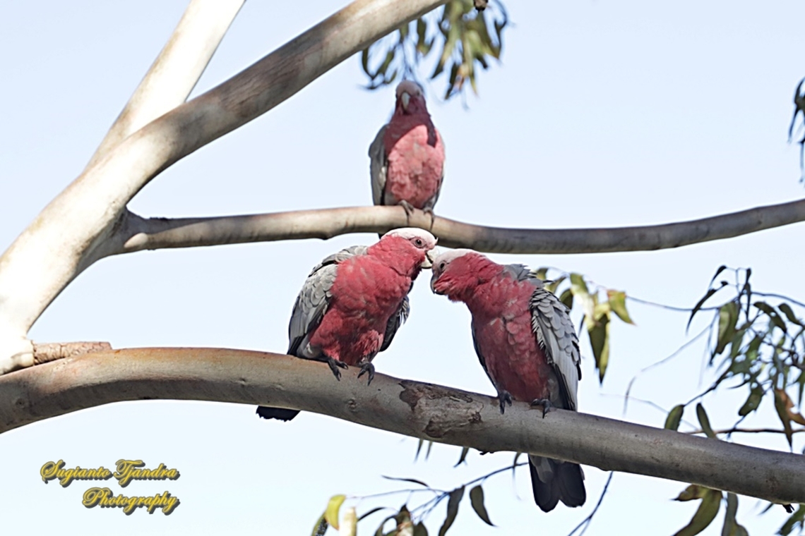 Rose-breasted cockatoo, Eolophus roseicapilla  Australia,Eolophus roseicapilla,Fall,Galah,Geotagged