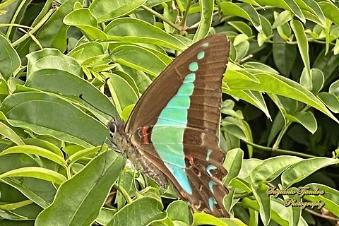 Blue triangle butterfly, Graphium choredon  Australia,Common bluebottle,Fall,Geotagged,Graphium  sarpedon