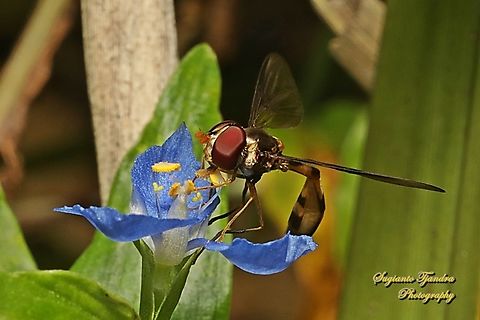 Waisted-slender hoverfly, Allobaccha Sp., family Syrphidae "sucking nectar on the Climbing Dayflower, Commelina diffusa"  Australia,Fall,Geotagged