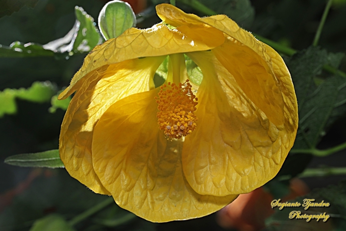 Abutilon pictum flower, Callianthe picta, family Malvaceae Camperdown, NSW, Australia  Abutilon pictum,Australia,Fall,Geotagged,Redvein Abutilon