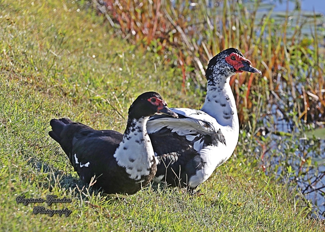 Feral Muscovy duck, Cairina moschata  Australia,Cairina moschata,Fall,Geotagged,Muscovy duck